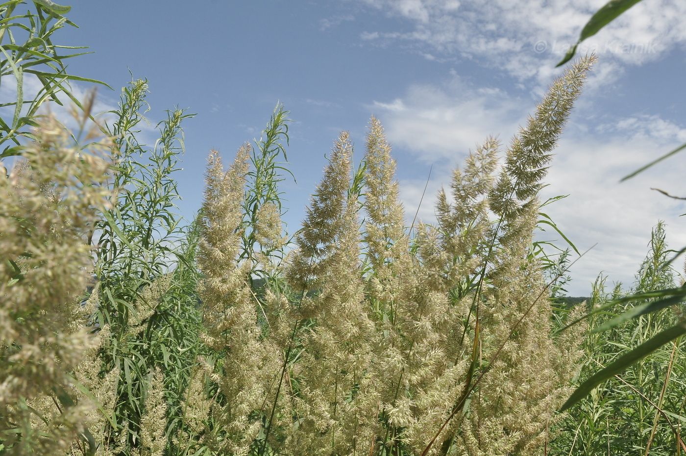 Изображение особи Calamagrostis extremiorientalis.