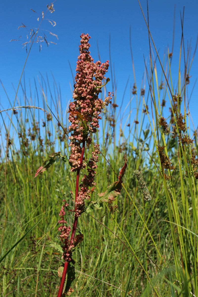 Image of Rumex crispus specimen.