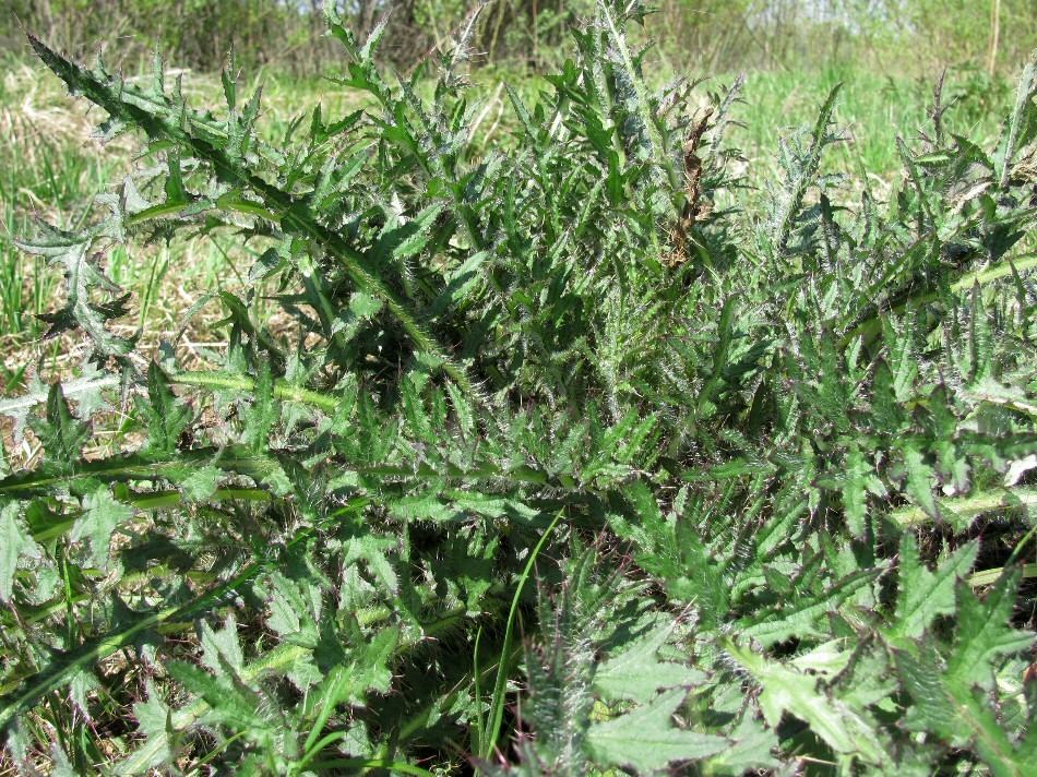 Изображение особи Cirsium palustre.