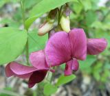 Lathyrus rotundifolius. Цветы. Крым, Ялта, ущелье Уч-Кош. 19.05.2011.