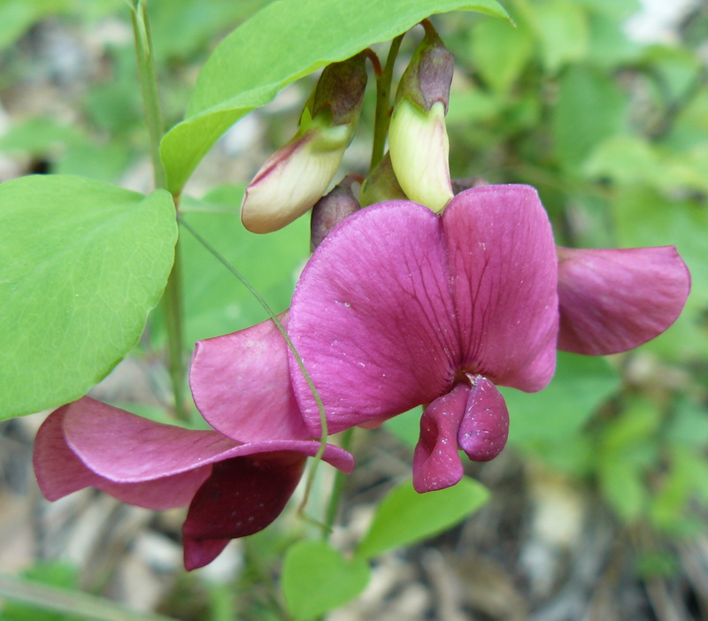 Image of Lathyrus rotundifolius specimen.