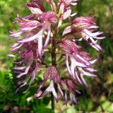 Orchis &times; angusticruris