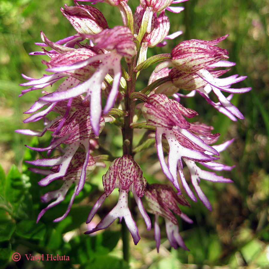 Изображение особи Orchis × angusticruris.