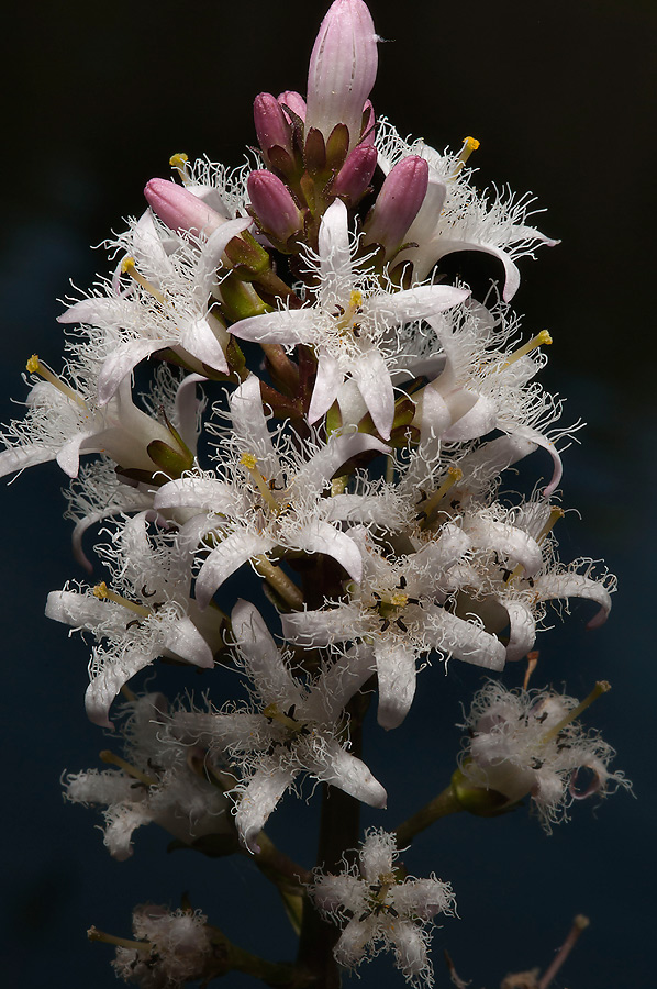 Image of Menyanthes trifoliata specimen.