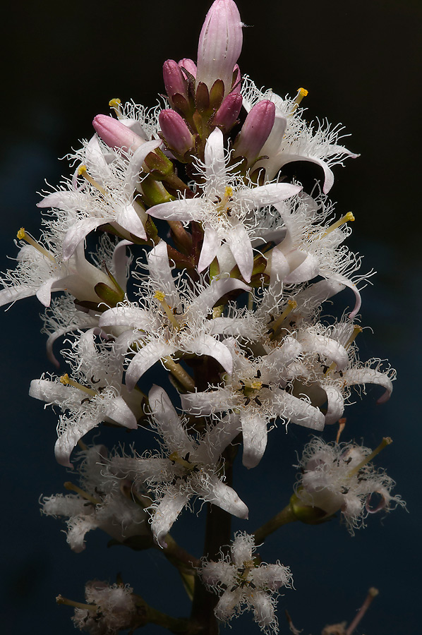 Изображение особи Menyanthes trifoliata.