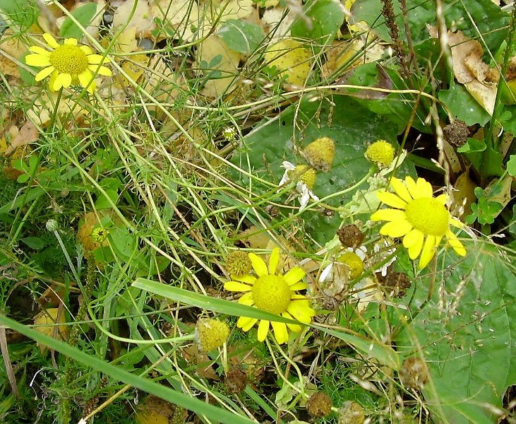 Image of Anthemis tinctoria specimen.
