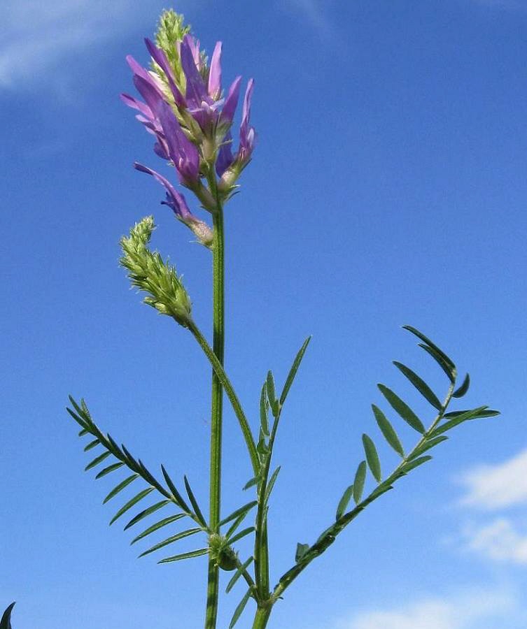 Image of Astragalus onobrychis specimen.