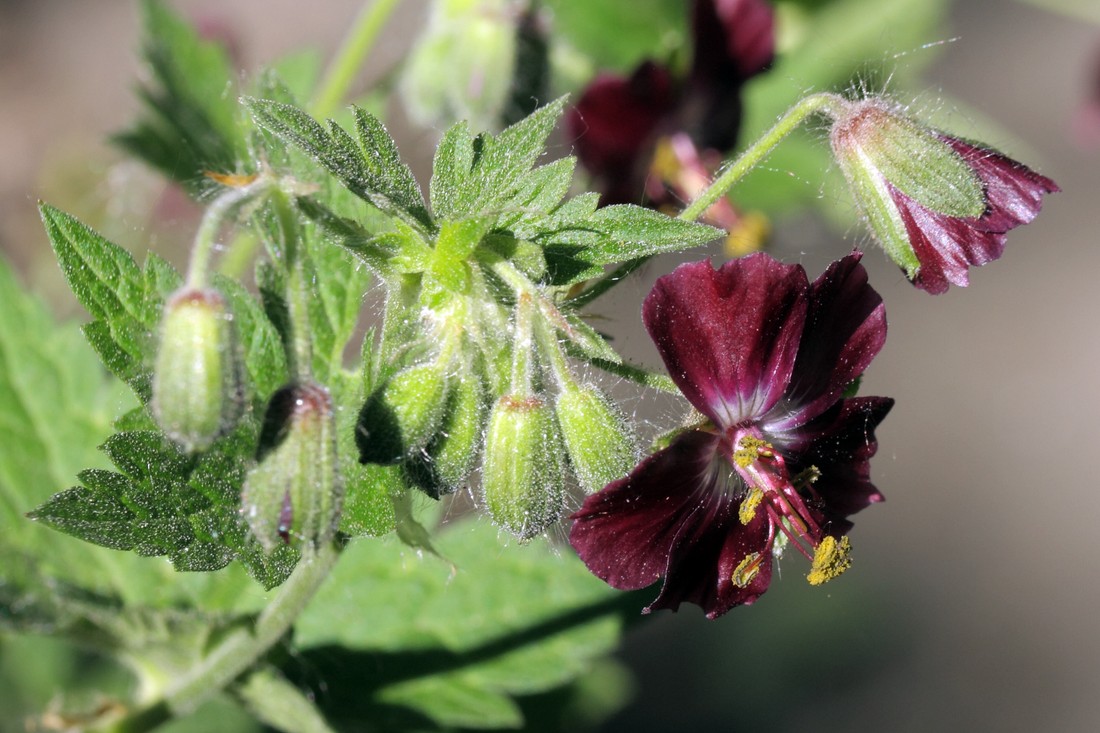 Изображение особи Geranium phaeum.