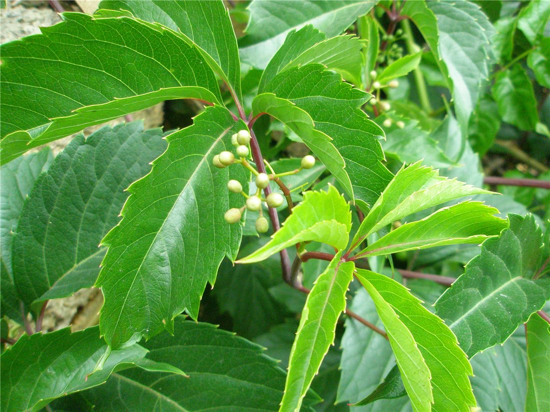 Image of Parthenocissus quinquefolia specimen.