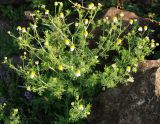 Matricaria recutita. Цветущее растение. Черногория, Сланское озеро (западный берег). 03.07.2011.