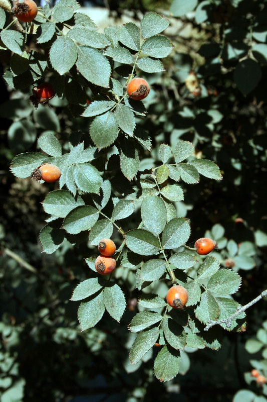 Image of Rosa canina specimen.