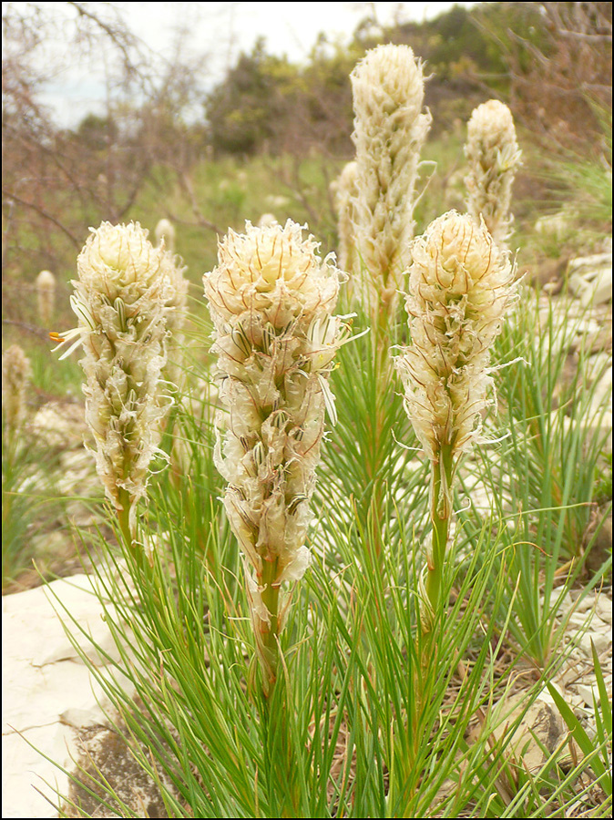 Image of Asphodeline taurica specimen.