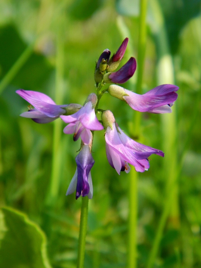 Image of Astragalus subpolaris specimen.