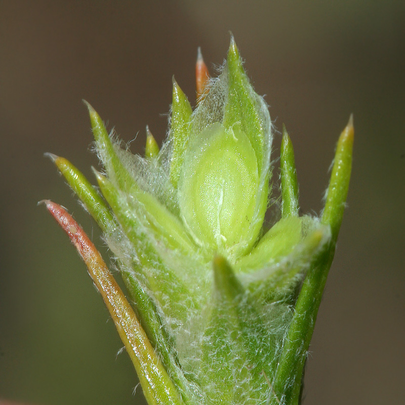 Image of Corispermum hyssopifolium specimen.