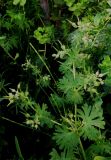 Geranium pusillum