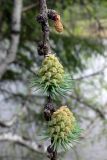 Larix sukaczewii