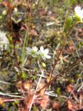 Drosera rotundifolia