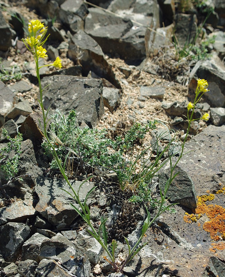 Image of Sisymbrium polymorphum specimen.