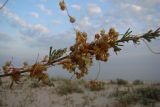 Cuscuta tinei