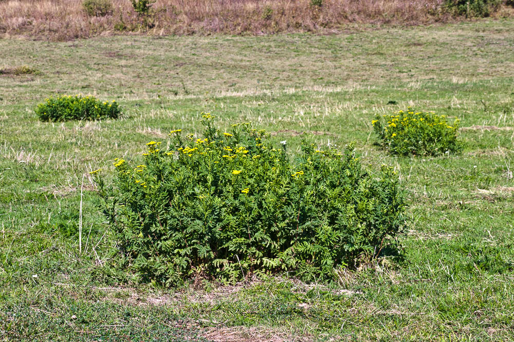 Изображение особи Tanacetum vulgare.