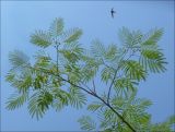 Albizia julibrissin