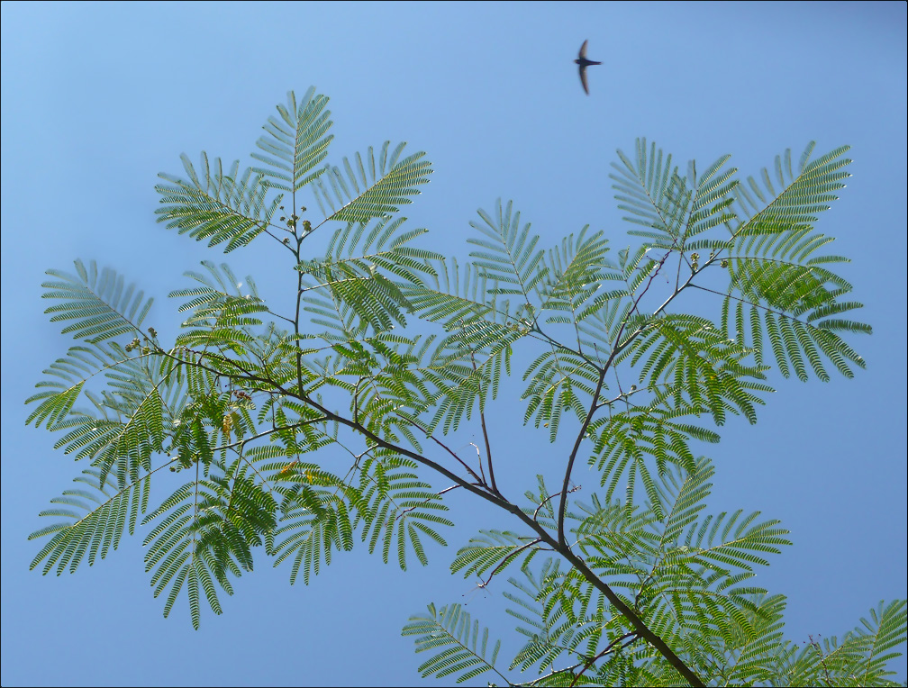 Image of Albizia julibrissin specimen.