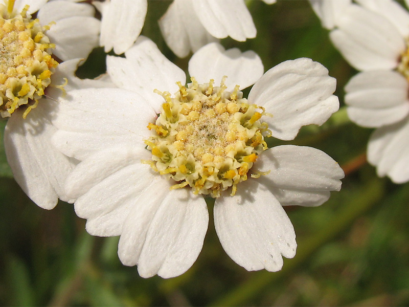 Изображение особи Achillea ptarmica.