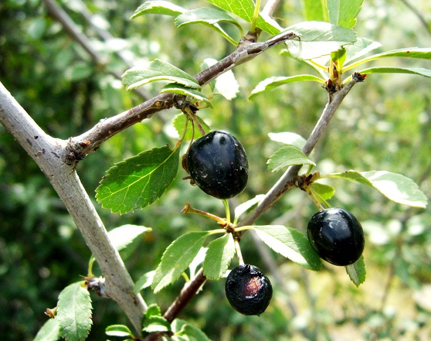 Image of Cerasus microcarpa specimen.