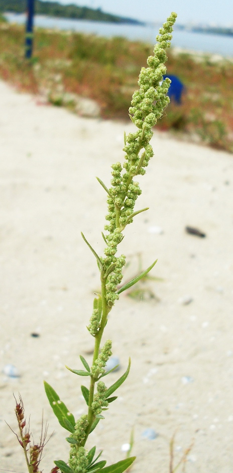 Image of Chenopodium strictum specimen.