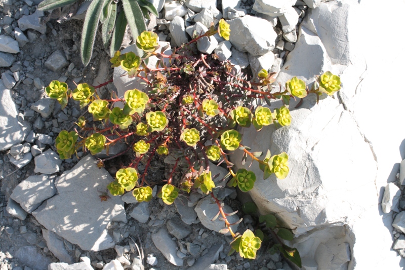 Image of Euphorbia petrophila specimen.