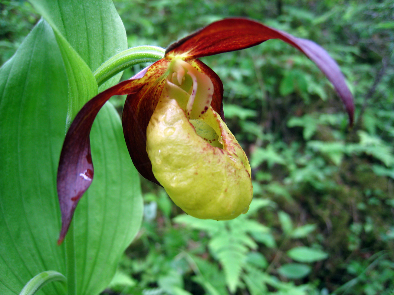 Image of Cypripedium &times; ventricosum specimen.