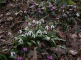 Galanthus woronowii