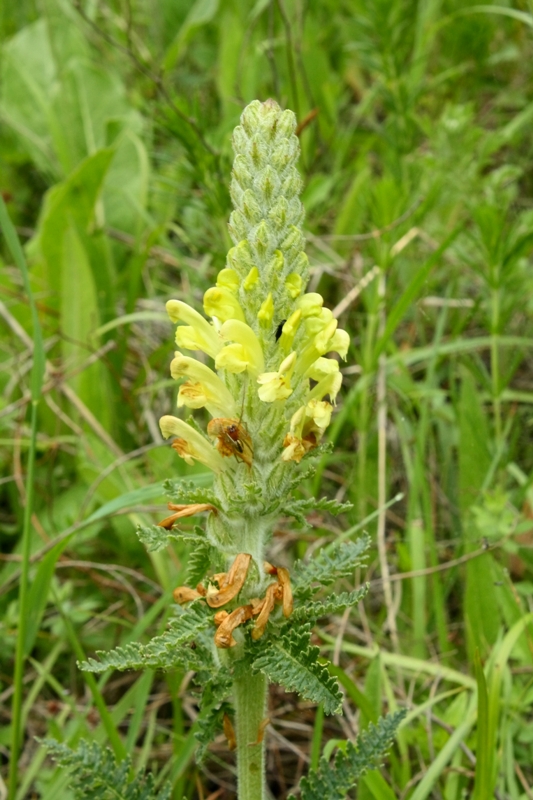 Image of Pedicularis sibthorpii specimen.