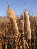 Typha latifolia