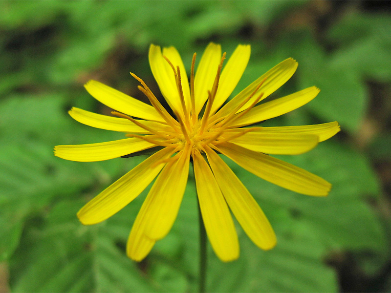 Image of Aposeris foetida specimen.