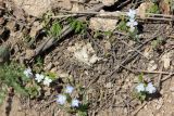 Veronica stylophora