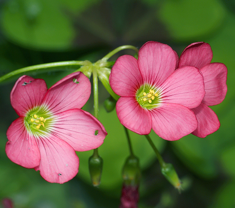 Изображение особи Oxalis tetraphylla.