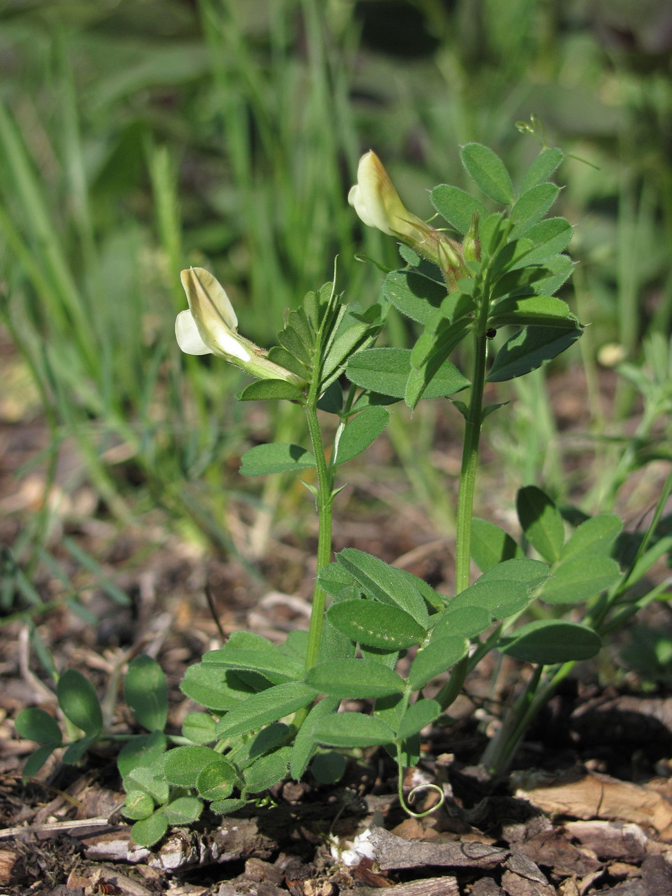 Image of Vicia grandiflora specimen.