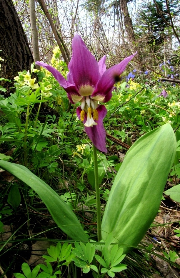 Изображение особи Erythronium sibiricum.