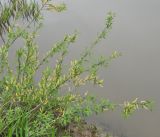 Salix triandra. Цветущее растение. Московская обл., окр. г. Звенигород. 19.05.2012.
