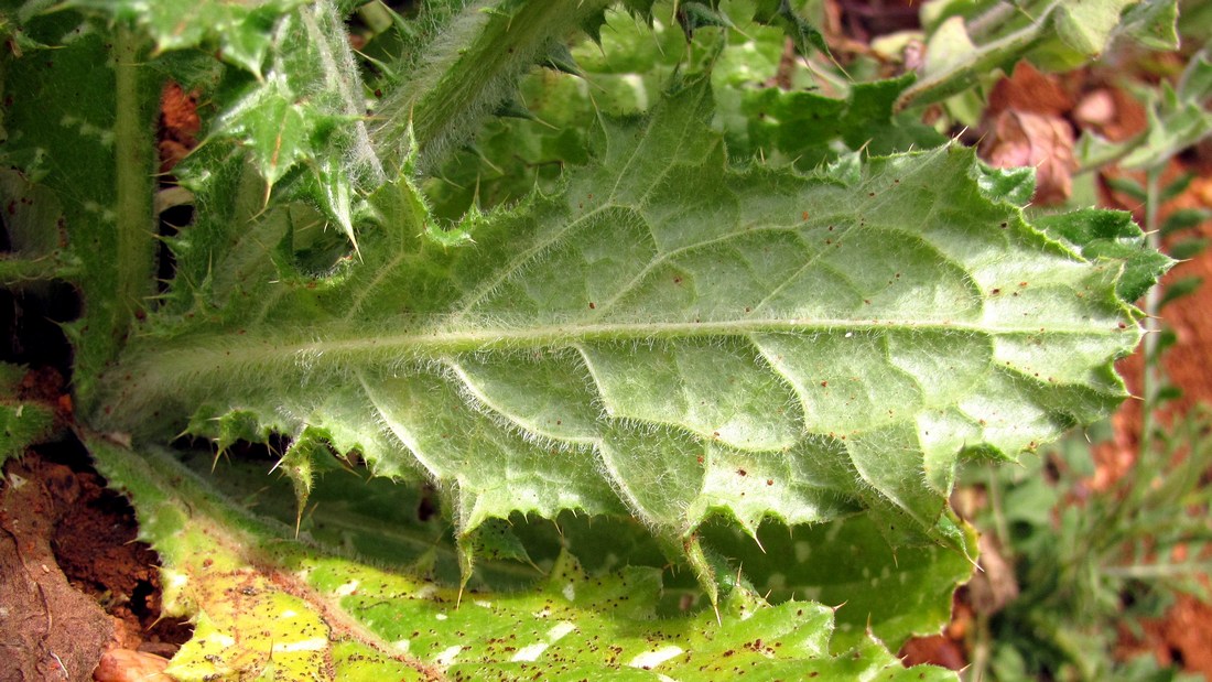 Изображение особи Tyrimnus leucographus.