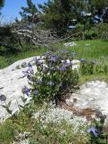Clematis integrifolia. Цветущие растения. Крым, Ялтинская яйла. 4 июня 2012 г.