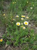 genus Anthemis. Цветущие растения. Крым, гора Северная Демерджи. 2 июня 2012 г.