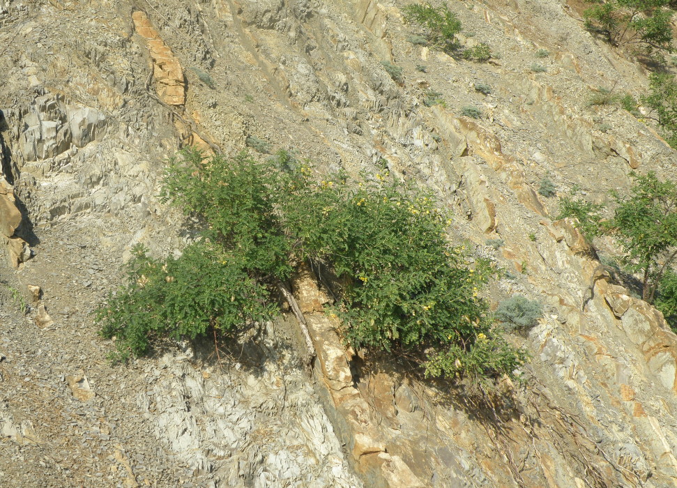 Image of Colutea cilicica specimen.