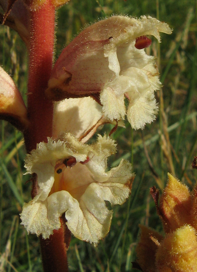 Image of Orobanche alba specimen.