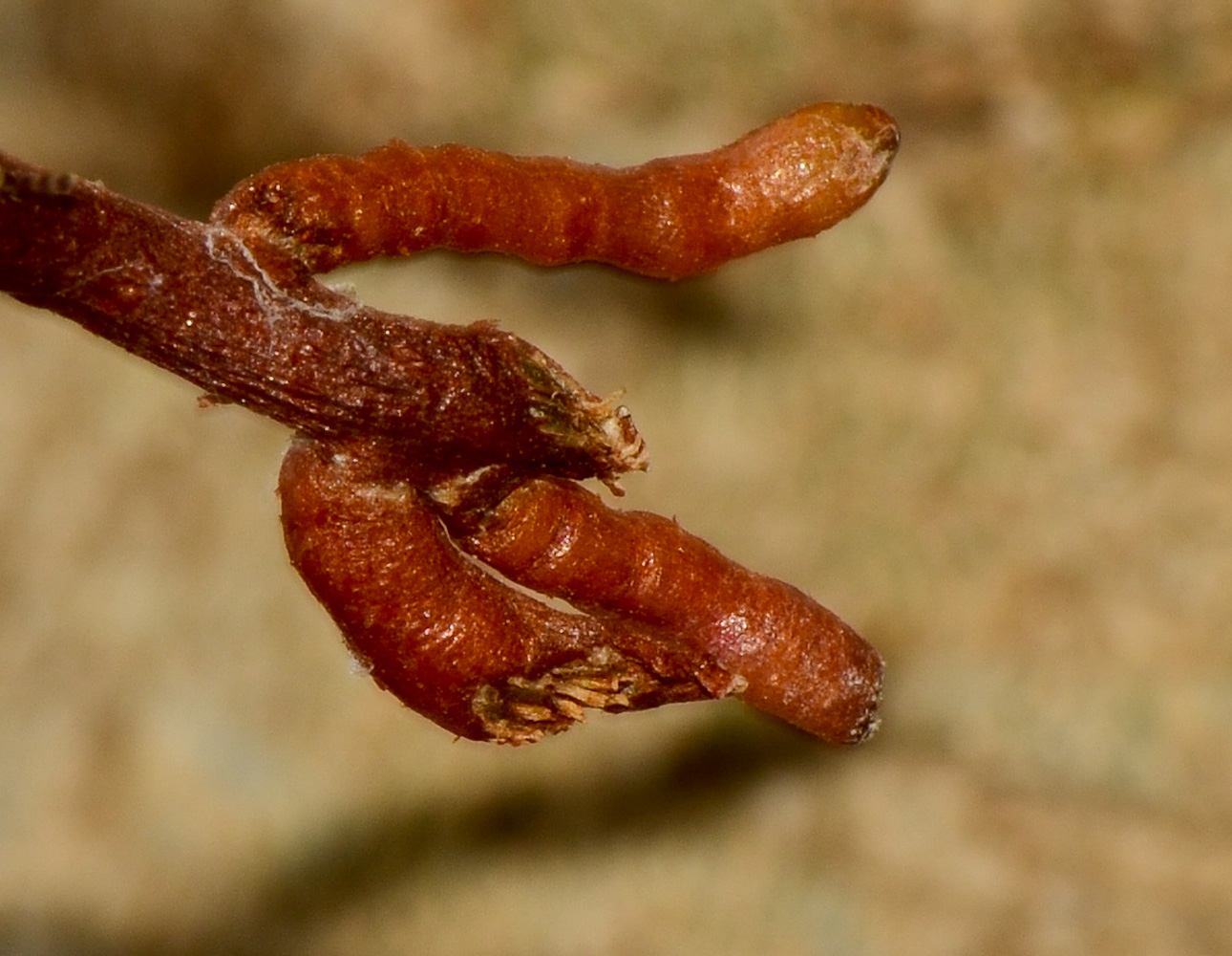 Image of Ficus benghalensis specimen.
