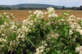 Clematis vitalba