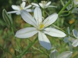 Ornithogalum ponticum