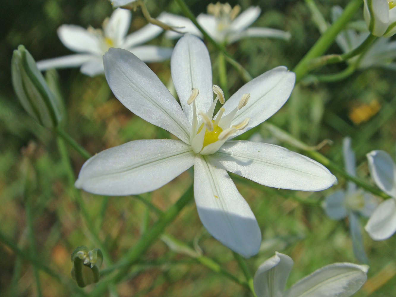 Image of Ornithogalum ponticum specimen.