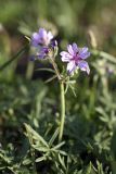 Geranium transversale